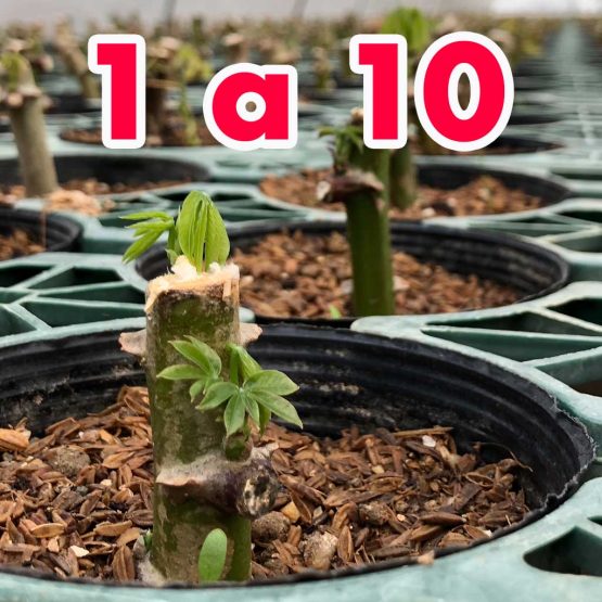 MUDA DE MANDIOCA AMARELA 1 UN.  (PEDIDO 1〜50un.) = ￥242