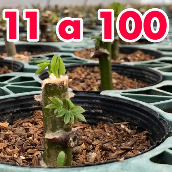 MUDA DE MANDIOCA AMARELA 1 UN. (PEDIDO 50〜100 un.) = ￥224