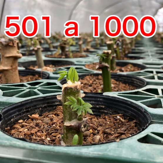 MUDA DE MANDIOCA AMARELA 1 UN. (PEDIDO 501〜1000 un.) = ￥255