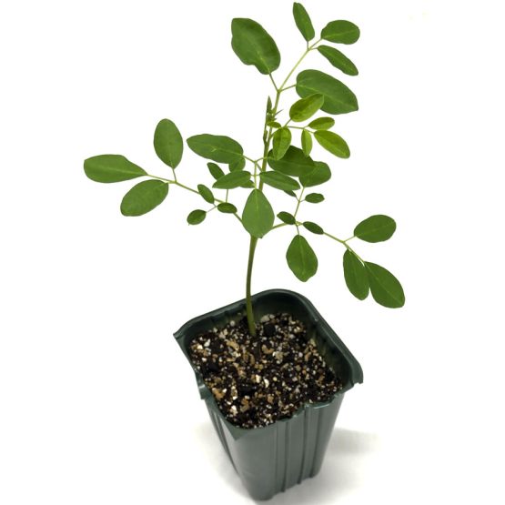 MUDA DE MORINGA, 1 unidade