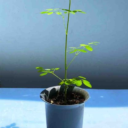 MORINGA EM VASO, 1 unidade