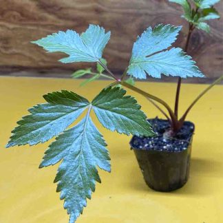 MUDA DE MANDIOQUINHA - BATATA BAROA (UNIDADE)